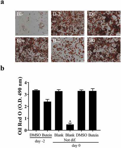 Figure 4. Effect of butein T on the triglyceride content of 3T3-F442A preadipocytes at day 10 of differentiation seeded at a lower passage. 3T3-F442A preadipocytes were differentiated in the presence of 50 μM butein or the vehicle DMSO starting at two different time points: day −2 (time of seeding the cells; butein-2 or B-2 versus DMSO-2 or D-2) or day 0 (time of confluency; butein or B0 versus DMSO or D0). Furthermore, 3T3-F442A preadipocytes were differentiated with (Blank or Bl+) or without the addition of induction and differentiation medium (Blank Not. dif. or Bl-). (a) Oil Red O staining. The scale bars correspond to 100 μm (magnification x100). (b) Quantification of Oil Red O staining. Data are means ± SEM of 3–4 measurements. * p < 0.05 versus Blank cells according to the Mann-Whitney U test.