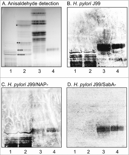 Figure 1. Binding of H. pylori to the total acid glycosphingolipids of human stomach. Thin-layer chromatogram after detection with anisaldehyde (A), and autoradiograms obtained by binding of H. pylori strain J99 (B), H. pylori strain J99/NAP- (C), and H. pylori strain J99/SabA- (D). The glycosphingolipids were separated on aluminum-backed silica gel plates, using chloroform/methanol/water 60:35:8 (by volume) as solvent system, and the binding assays were performed as described under "Materials and methods”. Autoradiography was for 12 h. The lanes were: Lane 1, total acid glycosphingolipids of human granulocytes, 40 μg; Lane 2, total acid glycosphingolipids of human stomach, 40 μg; Lane 3, total non-acid glycosphingolipids of human stomach from a blood group A individual, 40 μg; Lane 4, reference Leb hexaosylceramide (Fucα2Galβ3(Fucα4)GlcNAcβ3Galβ4Glcβ1Cer), 4 μg. In lane 2 # denotes the migration of sulfatide, ## the migration of the GM3 ganglioside, ### the migration of the GD3 ganglioside, and #### the migration of the GD1a ganglioside.