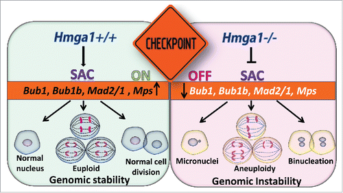 Figure 1. Hmga1 helps to maintain the spindle assembly checkpoint (SAC). Left: Hmga1 maintains expression of SAC genes to help ensure genomic stability and faithful replication of the genome with each cell division. Right: In contrast, cells with Hmga1 deficiency down-regulate SAC genes, leading to genomic instability, aneuploidy and nuclear atypia.