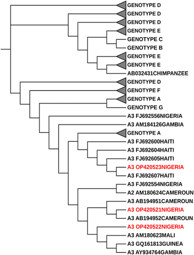 Figure 2. Rectangular phylogenetic tree depicts the rare genotype A3 sequences obtained from this study. Tree Scale: 0.05 -