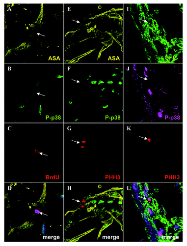 Figure 4. Adult zebrafish cardiomyocytes express active p38α MAPK which is switched off upon entry into mitosis. Cultured adult zebrafish cardiomyocytes were immunolabeled for α sarcomeric actin (yellow) (A), phospho- p38α MAPK (green) (B), BrdU (red) (C) and a merged image with α sarcomeric actin (yellow), phospho- p38α MAPK (green), BrdU (red) and DAPI (blue) (D), the white arrow indicates the BrdU-positive cardiomyocyte in (A-D). Cultured adult zebrafish cardiomyocytes were immunolabeled for α sarcomeric actin (yellow) (E), phospho- p38α MAPK (green) (F), phospho histone H3 (PHH3) (red) (G) and a merged image with α sarcomeric actin (yellow), phospho- p38α MAPK (green), BrdU (red) and DAPI (blue) (H), the white arrow indicates the PHH3-positive cardiomyocytes in (E-H). A 10dpa cmlc2a-GFP regenerating heart immunolabeled for GFP (green) (I), phospho- p38α MAPK (magenta)(J), and phospho histone H3 (PHH3) (red) (K) and a merged image with GFP (green), phospho- p38α MAPK (magenta), phospho histone H3 (PHH3) (red) and DAPI (blue) (L), the white arrow indicates the PHH3-positive cardiomyocytes in (I-L).