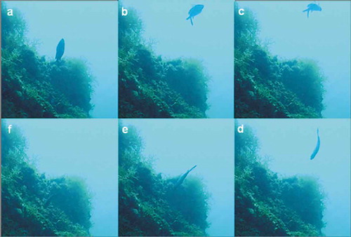 Figure 2. Signal jump (the most common courtship-related visual display performed by Chromis chromis) sequential snapshots. Nesting male leaps toward a female (a, b), performs an arching movement (c, d) and goes back to his nest (e, f).