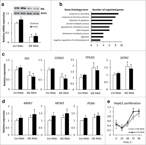 Figure 2. Effects of the IDE knockdown on proliferative and apoptotic markers in HepG2 cells. HepG2 cells were transfected with siRNA for IDE or AllStars Negative Control siRNA (Ctrl RNAi) and treated with vehicle (white bars) or 10 nM insulin (black bars) for 24 h. (A) Expression of IDE mRNA and protein. Representative western blots for IDE and β-actin are shown. (B) Selected annotation of affected biological processes (control RNAi vs. IDE RNAi) performed using DAVID database. Full classification is shown in Table S2. (C) qRT-PCR validation of microarray data for genes of p53 pathway. Target gene expression was normalized to the expression of the housekeeper gene HPRT1. (D) mRNA expression of proliferative markers MKI67, MCM2 and PCNA. *P < 0.05 for IDE RNAi vs. Ctrl RNAi in vehicle- (white bars) or insulin-treated (black bars) cells, respectively, in 2-tail Student's t-test. (E) Proliferation of Ctrl RNAi and IDE RNAi transfected HepG2 cells in proliferation medium (DMEM + 10% FBS) measured using CellTiter 96® AQueous One Solution Cell Proliferation Assay. Absorbance values (490 nm) are shown. P = 0.007 for time effect, p = 0.037 for siRNA effect, and p = 0.198 for time*siRNA in RM ANOVA. *P < 0.05 vs. control RNAi in 2-tail Student's t-test. Data: mean ± SD.