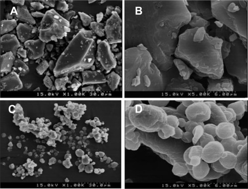 Figure 3 Scanning electron micrographs for (A) silymarin powder (1,000×), (B), silymarin powder (5,000×), (C) nanoparticles (1,000×), and (D) nanoparticles (5,000×).