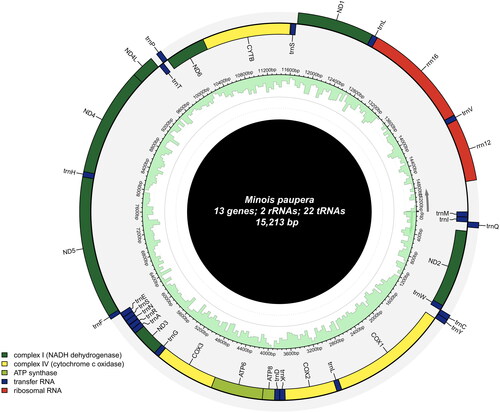 Figure 2. The circular-mapping mitochondrial genome of Minois paupera: the total length was 15,213 bp, which was divided into 37 genes, including 13 PCGs, 22 tRNAs, two rRNAs.