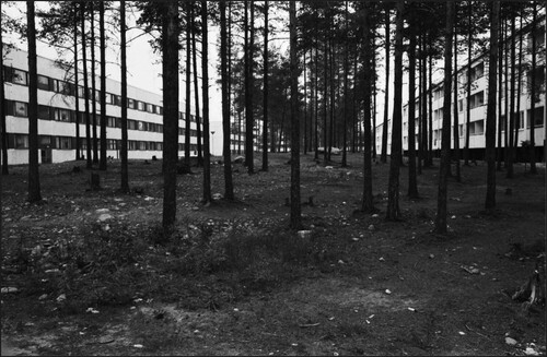 Figure 9. In Vuosaari, the forest landscape was preserved in its natural state. Preserved pine trees in Kivisaarentie 12. Photo: Eeva Rista, 1970, Helsinki City Museum.