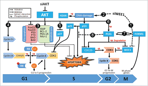 Figure 5. Diagram showing the mechanism of synergism for co-targeting AKT and WEE1 signaling pathways. Inhibition of siWEE1 (1) suppresses inhibitory phosphorylation of CDK1 leading to early-G2/M progression. This leads DNA damage (2) and activates p53 signaling. p53 inhibits cell cycle progression by induction of p21, allowing DNA damage repair. If the DNA damage is not repairable, p53 induces apoptosis. However, in many cancer cells, apoptotic cascades are suppressed by oncogenic alterations. Over-activated AKT inhibits pro-apoptotic factors while inducing antiapoptotic factors (3). AKT signaling also enhances cell cycle progression by CyclinD1 mediated phosphorylation of RB (4) and inhibition of p27 (5). Furthermore, AKT phosphorylates and induces Polo-like kinase 1 (PLK1) (6), which in turn inhibits pro-apoptotic functions of p53 and its family members, p63 and p73 (7). In addition, PLK1 also induces FOXM1 activity and M-phase progression (8). Proteins that were validated by Western blotting are shown in bold.