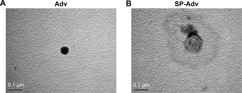 Figure 2 SP coating affects Adv particle morphology.Notes: (A, B) Morphology of Adv (A) and SP-Adv (B) by TEM observation. Bars indicate magnification (600,000×).Abbreviations: Adv, adenovirus vector; SP, spermine-pullulan; SP-Adv, spermine-pullulan-adenovirus vector; TEM, transmission electron microscope.