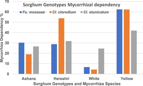 Figure 2. Percentage of sorghum genotypes dependent on mycorrhizae (%).