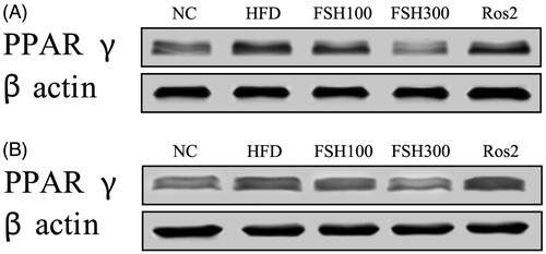 Figure 6. Effects of FSH on the protein expressions of PPARγ in liver (A) and epididymal WAT (B) of HFD-induced obese mice.