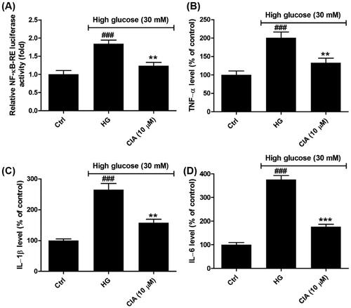 Figure 5. Effects of caffeoylisocitric acid on the inflammation induced by high glucose in mesangial cells. (A) Relative NK-κB-RE luciferase activity. (B)-(D) Relative levels of pro-inflammatory cytokines including TNF-α, IL-1β and IL-6. n = 3, ###P < 0.001 vs control group, **P < 0.01 and ***P < 0.001 vs high glucose group.