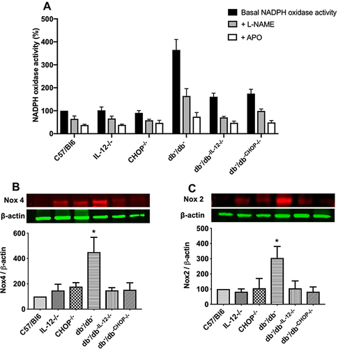 Figure 5 (A) NADPH oxidase activity with and without incubation with L-NAME and Apocynin (APO) in mesenteric resistance arteries from C57/Bl6, IL-12−/−, CHOP−/−, db−/db−, db−/db−IL−12-/-, and db−/db-chop-/- mice. Data were normalized to protein content and are expressed as % compared to control. One way ANOVA was used for comparison between the groups followed by Tukey’s post-hoc test. *p<0.05 for db−/db− vs C57/Bl6, IL-12−/−, CHOP−/−, db−/db−IL−12-/-, and db−/db-chop-/- mice. Western blot analysis of oxidative stress markers (B) Nox 4. (C) Nox 2. β-actin was used as a loading control. Data are expressed as % compared to control. One way ANOVA was used for comparison between the groups followed by Tukey’s post-hoc test. *p<0.05 for db−/db− vs C57/Bl6, IL-12−/−, CHOP−/−, db−/db−IL−12-/-, and db−/db-chop-/- mice.