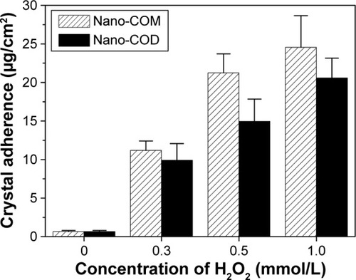 Figure 11 Degree of adhesion of nano-COM, COD crystals to H2O2-treated Vero cells determined by inductively coupled plasma emission spectrometry.Notes: Crystal concentration: 100 μg/mL; injury time: 1 hour; adhesion time: 6 hours.Abbreviations: COM, calcium oxalate monohydrate; COD, calcium oxalate dihydrate.
