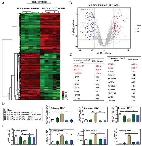 Figure 7. HSC-specific knockdown of ELAVL1 impairs sorafenib-induced HSC ferroptosis in murine liver fibrosis. Fifty mice were randomly divided into 5 groups of 10 animals each with comparable mean body weight. Mice of 5 groups were treated with Sham, BDL+VA-Lip-Control-siRNA, BDL+VA-Lip-Control-siRNA+sorafenib, BDL+VA-Lip-ELAVL1-siRNA, or BDL+VA-Lip-ELAVL1-siRNA+sorafenib. Primary HSCs were further isolated from BDL+VA-Lip-Control-siRNA+sorafenib or BDL+VA-Lip-ELAVL1-siRNA+sorafenib treated mice, and total RNAs were extracted for RNA-Seq. (a) Microarray heat map demonstrates clustering of isolated primary HSCs. Hierarchical cluster analysis of significantly differentially expressed mRNAs: bright green, underexpression; gray, no change; bright red, overexpression (BDL+VA-Lip-Control-siRNA+sorafenib, n = 5; BDL+VA-Lip-ELAVL1-siRNA+sorafenib, n = 5). (b) Volcano plot demonstrates clustering of isolated primary HSCs. Hierarchical cluster analysis of significantly differentially expressed mRNAs: bright blue, underexpression; gray, no change; bright red, overexpression (BDL+VA-Lip-ELAVL1-siRNA, n = 5; BDL+VA-Lip-Control-siRNA+sorafenib, n = 5). (c) Fold changes of autophagy-related genes and ferroptosis-related genes were identified. (d) The mRNA expression of autophagy markers MAP1LC3B/LC3B, BECN1, and SQSTM1 was determined by real-time PCR in isolated primary HSCs (n = 6 in every group, *, p < 0.05, **, p < 0.01, ***, p < 0.001). (e) Ferroptosis markers FTH1 and PTGS2 mRNA expression and ferroptotic events including iron accumulation and lipid peroxidation were determined in isolated primary HSCs (n = 6 in every group, **, p < 0.01, ***, p < 0.001).