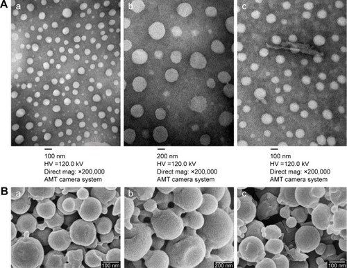 Figure 1 Characterization images of drug-loaded nanoparticles.Notes: (A[a]–A[c]) TEM images of RPTN, RPN, and RCPTN, respectively (×200,000). (B[a]–B[c]) SEM images of RPTN, RPN, and RCPTN, respectively (×30,000).Abbreviations: TEM, transmission electron microscopy; RPTN, Resibufogenin-loaded poly(lactic-co-glycolic acid)-d-α-tocopheryl polyethylene glycol 1000 succinate nanoparticles; RPN, Resibufogenin-loaded poly(lactic-co-glycolic acid) nanoparticles; RCPTN, Resibufogenin/coumarin-6-loaded poly(lactic-co-glycolic acid)-d-α-tocopheryl polyethylene glycol 1000 succinate nanoparticles; SEM, scanning electron microscopy; HV, high voltage.