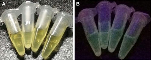 Figure 1 Optical images of GQDs in aqueous solution: (A) under visible light and (B) under UV irradiation.Abbreviation: GQDs, graphene quantum dots.