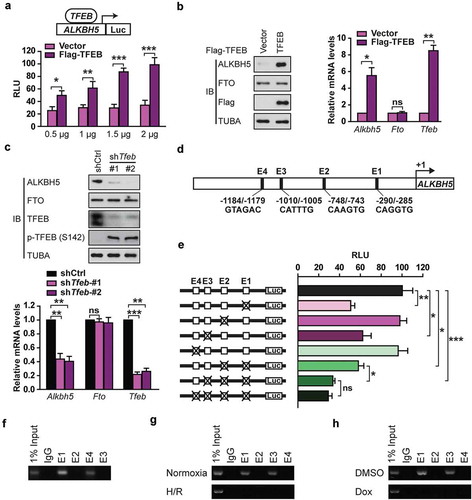 Figure 8. TFEB is identified as a novel activator of the human ALKBH5 promoter in cardiomyocytes. (a) Luciferase assays performed on cell extracts of HEK293T cells transfected with ALKBH5-Luc (−2230 bp) with increasing amounts of Flag-TFEB or empty vector. Luciferase activity was normalized to CMV-LacZ expression. GAPDH (glyceraldehyde 3-phosphate dehydrogenase) level acted as a loading control (RLU: relative luciferase activity) (mean ± SD; n = 3; *P < 0.05, **P < 0.01 and ***P < 0.001 vs. Vector). (b) H9c2 cells were transfected with indicated plasmids for 24 h. Immunoblotting with indicated antibodies and qRT-PCR were performed (mean ± SD; n = 3; *P < 0.05, **P < 0.01 and ns: no significant difference vs. Vector). (c) H9c2 cells were transfected with or without shRNA targeting TFEB (shTfeb, 100 nmol/L each) for 24 h. Immunoblotting with the indicated antibodies and qRT-PCR were performed (mean ± SD; n = 3; **P < 0.01, ***P < 0.001 and ns: no significant difference vs. shCtrl). (d) Schematic diagram of the human ALKBH5 promoter. Positions of conserved E-box motifs (CANNTG) in the ALKBH5 promoter relative to the transcription start are indicated. (e) HEK293T cells were transfected with a TFEB expression plasmid and the indicated ALKBH5 promoter constructs harboring E-box mutations. Luciferase assays were performed, and data are represented as mean ± SD (mean ± SD; n = 3; *P < 0.05, **P < 0.01 and ***P < 0.001 and ns: no significant difference). (f) ChIP assay was performed on chromatin from serum starvation-treated H9c2 cells using antibodies against TFEB. Primers flanking E-boxes 1, 2, 3, and 4 of the Alkbh5 promoter were used. (g) ChIP assay was performed on chromatin from H/R-treated and untreated NMVCs. Chromatin was immunoprecipitated with antibodies against TFEB. Antibodies against IgG were used as a control. (h) ChIP assay was performed on chromatin from doxorubicin- and DMSO-treated NMVCs. P values were calculated with student’s t-test.