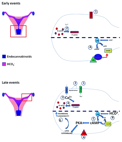 Figure 1. Immediately after ejaculation (early events) TRPV1 receptors are located in post-equatorial area and are functionally inactive (1). The slowly increasing [Ca2+]i allows G-actin polymerization, thus creating a diaphragm between PM and OAM (2). cAMP concentration is maintained at a low level by CB1 located in the post-equatorial area, which actively inhibits tmAC, and by a low intracellular concentration of bicarbonate (A). Progressively (late events) TRPV1 translocates in the acrosomal area and becomes active (1). Its opening triggers a membrane depolarization wave (2) and, as a consequence, the recruitment of VOCCs which, in turn, promote a dramatic increase in [Ca2+]i (3). The latter event causes a fast depolymerization of F-actin network (4), thus allowing the contact between PM and OAM. At the same time, CB1 migrates in the equatorial area and becomes inactive (A). This event, along with the markedly increased intracellular concentration of bicarbonate (B), promotes the rise in cAMP levels (C) that, via a PKA-dependent pathway, causes the activation of lipid scrambling and increases membrane fusogenicity (D).