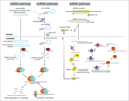 Figure 1. RNAi pathways in insects. The figure shows the biogenesis pathways for siRNAs, miRNAs and piRNAs in insects. In the siRNA pathway, the RNA transcript from a DNA construct encoding hairpin loop sequences, or from a virus-derived dsRNA will trigger siRNA generation in the cytoplasm, resulting from the recognition and dicing by Dicer 2. The siRNA duplexes will then load into the AGO 2 - RISC complex. The guide strand of siRNA is maintained in the RISC and will lead it to the target mRNA for degradation/cleavage or translation repression. For endogenous miRNAs, pri-miRNA is transcribed from genomic DNA, and processed by Drosha and cofactor Pasha (DGCR8) into the pre-miRNA. Next, the pre-miRNA will be transported into cytoplasm by exportin 5 and Ran-GTP, and cleaved by Dicer 1 into miRNA duplexes. Similar to siRNAs, the miRNA duplexes will incorporate into the AGO 1 - RISC complex, followed by target mRNA cleavage/degradation or translation repression. In the piRNA pathway, piRNA precursors are transcribed from piRNA clusters in the genomic DNA sequences. The antisense transcript could transport into cytoplasm, processed by series of proteins of the Piwi-group, in Zuc dependent or independent manner and incorporated into the PIWI-RISC complex, or into the AUB-RISC complex in the ping-pong cycle. The sense strand, which is targeted by the antisense strand in AUB-RISC, will then be cleaved and incorporated into AGO 3 to target the antisense strand; hence the ping-pong cycle.