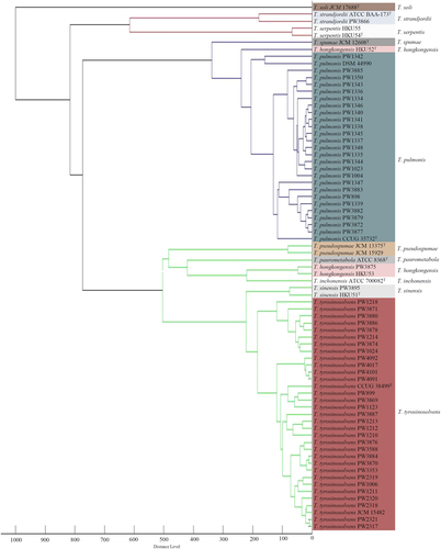 Fig. 3 Dendrogram generated from hierarchical cluster analysis of MALDI-TOF MS spectra of 15 type and reference strains and 60 Tsukamurella isolates included in this study.Distances are displayed in relative units