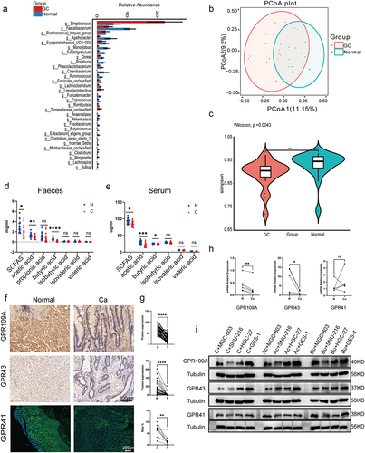 Figure 1. (a) Differential analysis of microbial community composition in feces at the genus level between gastric cancer (GC) patients (GC, n = 20) and healthy individuals (Normal, n = 20). Differential analysis was performed on all species at each level, with the bar graph showing the top 30 species with p-values <0.05 and including differential species. Differential species were shown on the x-axis (arranged in order of abundance from left to right) and the y-axis indicated relative abundance. Bar heights indicated relative abundance of species in the different groups. (b) PCoA 2D plot: the green represented Normal and the red performed GC, and the closer the samples were, the more similar their microbial community structured, indicating less variation. (c) Violin plot: the p-value in the upper left corner represented the results of the rank-sum test for GC and Normal groups in the plot. * significant difference, ** highly significant difference, ns, non-significant difference. (d-e) GC-MS analysis of SCFA contents, including acetic, propionic, butyric, isobutyric, valeric, and isovaleric acids, in the feces (D) and serum (E) of GC patients (n = 20) and healthy individuals (n = 20). (f-g) Immunohistochemical and immunofluorescence analysis of levels of GPR109A, GPR43, and GPR41 in cancer and adjacent tissues from GC patients (n = 50 to 60 pairs). (h) mRNA expression of GPR109A, GPR43, and GPR41 in tumor and control tissues from GC patients (n = 6 pairs). (i) Western blotting of SCFA receptors (GPR109A/GPR43/GPR41) in GES-1 and GC cell lines MGC-803, HGC-27, and SNU-216, together with changes in expression after 10 mM Ac and 5 mM Bu treatment. Data indicate the mean ± SD. *p < .05, **p < .01, and ***p < .001, by 2-tailed Student’s t test or one-way ANOVA. Mann-Whitney U test was used for differential comparison of two groups of samples with biological replicates; Kruskal-Wallis test was used for comparison of multiple groups of samples with biological replicates. p < 0.05 was considered statistically significant.
