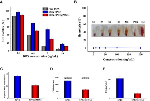 Figure 4 Biological responses in vitro (A) cytotoxicity of free DOX, DOX-SPIO and DOX-SPIO@MSCs against MC38 cells at different DOX concentrations. (B) Hemolysis study of SPIO with varied concentrations, using PBS as a negative control and water as a positive control. (C) Uptake of NPs by leukocytes from blood of a healthy donor in vitro. (D) Complement C3 opsonization of NPs. (E) Effect of NPs on complement activation and C5a generation.