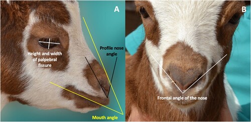Figure 1. Determination of height and width of palpebral fissure, angle of the mouth, and frontal and in profile angles of the nose. A, height of palpebral fissure, straight line from the centre of the lower eyelid to the centre of the upper eyelid, intersecting the midpoint of the pupil. Width of palpebral fissure, straight line from the lateral to the medial corner of the right eye, crossing the middle of the pupil. Profile nose angle, one axis was placed over the right nostril, and the other axis was aligned to touch the most rostral point of the nose. The connecting vertex was then situated at the most ventral point of the nose. Mouth angle, one axis parallel to the oral commissure, while the other axis was drawn sagittally from the frontal bone at the level of the supraorbital foramina, tangentially touching the tip of the nose. The connecting vertex was positioned in front of the upper lip. B, frontal angle of the nose, two axes were strategically positioned over each nostril, with the connecting vertex situated at the convergence point of the nostrils.