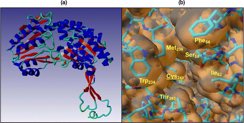 Figure 1 a) Model of the secondary structure of FALDH highlighting the presence of the Rossmann fold; b) The hydrophobic pocket of FALDH generated from the molecular graphics package, YASARA Citation35-37. The substrate has been proposed to insert into the cleft to aid catalysis by association with the active site residue, Cys-241 (underlined, centre).