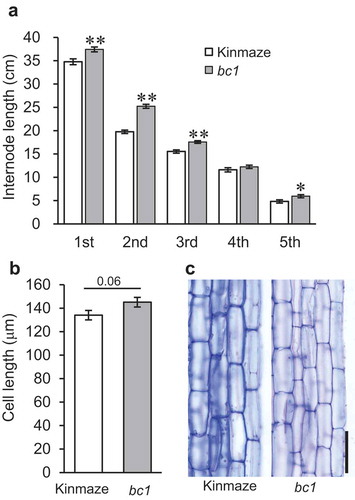 Figure 1. Internode and cell length in wild type, Kinmaze, and bc1 mutant. (a) Length of first to fifth internodes in wild type (white) and bc1 mutant (gray). Internodes are numbered from top to bottom. The main culm in each plant was used for measurement. Values are averages of 20 biological replicates, and bars represent standard errors. Statistical analysis was performed using Student’s t-test (**p < .01; *p < .05). (b) Length of cells at 3.5 cm from lower node in elongating second internodes. Values are averages of 50 cells (10 cells per plant), and bars represent standard errors. Statistical analysis was performed using Student’s t-test, and P value is shown at top of graph. (c) Longitudinal sections of elongating second internode at 3.5 cm from lower node in wild type, Kinmaze (left) and bc1 mutant (right). Bar = 100 μm.