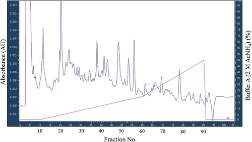 Figure 3. Chromatogram of experiment #2 fractionating using ion exchange chromatography.Cell extract after 24-h thalidomide treatment was fractionated by ion exchange chromatography. Two hundredfifteen nanometer absorbance monitored and the elution buffer (%) containing 2M AcNH4 used are shown in left vertical axis and right vertical axis, respectively. The fraction No. is also shown in horizontal axis. All fractions after the equilibration step (0–10 min) were collected.