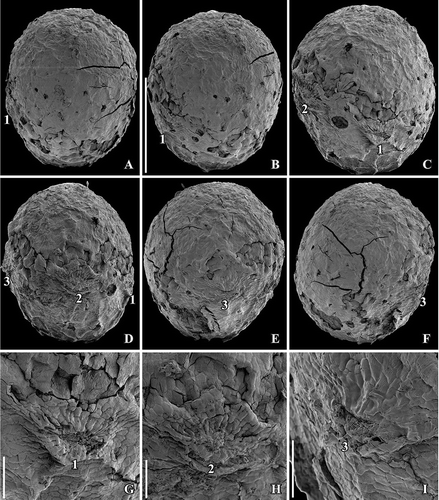 Figure 1. SEM images of Canrightiopsis intermedia gen. et sp. nov. Fruits, from the Early Cretaceous Famalicão locality, Portugal; holotype (S174033; sample Famalicão 25). A–F. Fruit rotated to document the position on the three stamen scars (numbered 1–3) on one side of the fruit (dorsal), stamen 2 is central, 1 and 3 in more lateral positions on the dorsal side; there are no stamen scars on the other (ventral) side; note scattered openings in the epidermis of the fruit wall representing ethereal oil cells. G–I. Magnification of the three dorsal stamen scars; numbering the same as for (A–F). Scale bars – 500 µm (A–F), 100 µm (G–I).