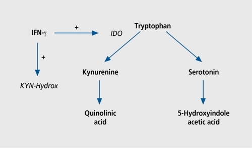 Figure 2. The essential amino acid tryptophan is converted either into the neurotransmitter serotonin, or into the neuroactive metabolite kynurenine, which is further degraded to quinolinic acid. The rate-limiting enzyme in the kynurenine pathway, indoleamine2,3-dioxygenase (IDO), and kynurenine hydroxylase (KYNHydrox) are activated by the cytokine interferon gamma (IFN-γ).