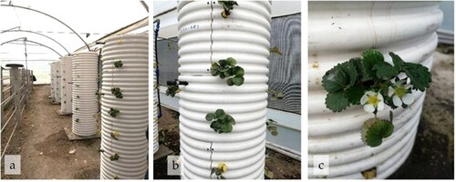 Figure 3. Aeroponic strawberry (Fragaria ananassa) production system in the Andes of Ecuador. a) Production modules; b) Distribution of seedlings in the production module; and c) Flowering of the plants.