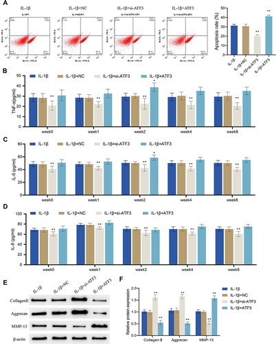 Figure 7 Up-regulation of ATF3 reverses the effects of periodic mechanical stress on apoptosis, inflammation and extracellular matrix proteins expression in osteoarthritic chondrocytes. (A and B) Apoptotic rate of OA cells was detected by flow cytometry; (B–D) Levels of TNF-α (B), IL-6 (C) and IL-8 (D) in OA cells were detected by ELISA; (E and F) Protein expression levels of collagen II, aggrecan and MMP-13 in OA cells were detected by Western blot. Error bars are mean ± s.d. *P < 0.05 and **P < 0.01 vs IL-1β + NC group.