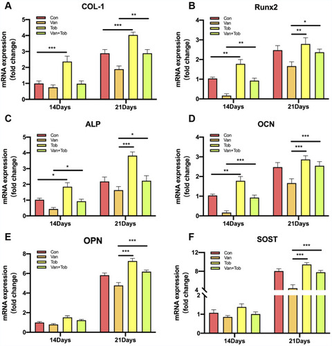 Figure 4 Real-time PCR assay was applied to evaluate the expression of osteogenic mRNA. The osteogenic mRNA expression of Col-1 (A), Runx2 (B), ALP (C), OCN (D), OPN (E), SOST (F) in BMSCs was quantified by real-time PCR after 14 and 21 days of incubation. *p < 0.05, **p < 0.01, ***p < 0.001.Abbreviations: Con, control; Van, vancomycin; Tob, tobramycin.