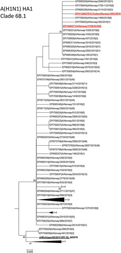 Figure 2. Phylogenetic reconstruction of Norwegian A/H1N1 genetic clade 6B.1 HA genes. (Subtree of all H1N1 viruses from Norway season 2015–16 with different clades representing reference viruses). Clade 6B.1 reference virus is in italic bold font . Aligned partial HA1 gene sequences (856 bases) were subjected to phylogenetic analysis using neighbour-joining of Kimura-corrected genetic distances. The genetic distance between two strains is represented as the sum of the length of horizontal branches connecting them. Bootstrap values above 70% out of 500 resamplings are shown. Norwegian viruses from this season are named as ‘GISAID accession number |Isolate ID |week’. The two virus sequences from this study are marked in red bold font.