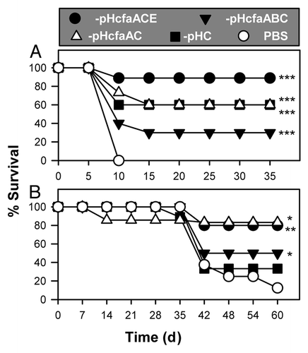 Figure 6. Usher-attenuated P1-pHcfaACE and -pHcfaAC vaccines are protective against wt Salmonella challenge. (A) Four attenuated strains, P1-pHC (n = 10), -pHcfaABC (n = 15), -pHcfaACE (n = 10) and -pHcfaAC (n = 15), were used to orally immunize BALB/c mice, as done in Figure 4C; sPBS-dosed mice served as a control. Six weeks after the second immunization, mice were orally challenged with 5 × 107 CFUs of wt H71. ***p < 0.001 depicts the survival fractions when compared with challenged, PBS-dosed mice. The data depict the mean of 2 to 3 experiments. (B) The same four attenuated strains used in (A) were used to orally immunize C57BL/6 mice, with sPBS-dosed mice as a control. Four weeks post-immunization, mice were orally challenged with 5 × 107 CFUs of wt H71. *p < 0.05 and **p < 0.01 depict the survival fractions from two experiments when compared with challenged, PBS-dosed mice. The Kaplan-Meier method was used to obtain the survival fractions after challenge for both (A) and (B) experiments.