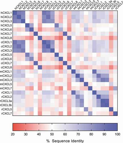 Figure 1. ELR+CXC chemokine sequence diversity. The sequence identity matrix heat map shows the % amino acid sequence identity between the human, cynomolgus monkey, mouse, and rat ELR+CXC chemokines. % identity ranges from ~30-90% across the chemokine family both within a given species and across species