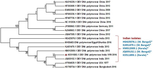 Figure 10. Phylogenetic analysis of the DNA polymerase gene of DEV strains. It revealed that DEV/India/IVRI-2016 is more closely related to the prevailing Indian DEV isolates.