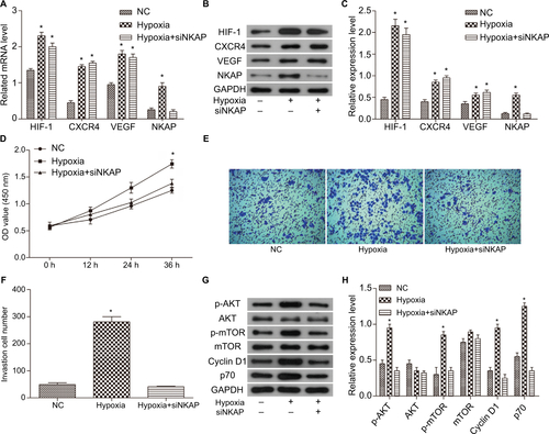 Figure S1 Downregulation of NKAP hindered the impact of hypoxia on the MCF-7 cells.Notes: (A) qRT-PCR demonstrating the mRNA expression of HIF-1, CXCR4, VEGF, and NKAP in normal (NC), hypoxic (Hypoxia), and hypoxic plus siNKAP transfected (Hypoxia + siNKAP) MCF-7 cells. (B and C) Western blot verified that siNKAP inhibited NKAP expression efficiently under hypoxia condition. (D) Cell proliferation detected by CCK8 assay. (E and F) Cell invasion detected by transwell assay. (G and H) Western blot image and quantification assay indicated the activation of AKT/mTOR signaling pathway. Magnification 100×. *P<0.05 compared with NC.