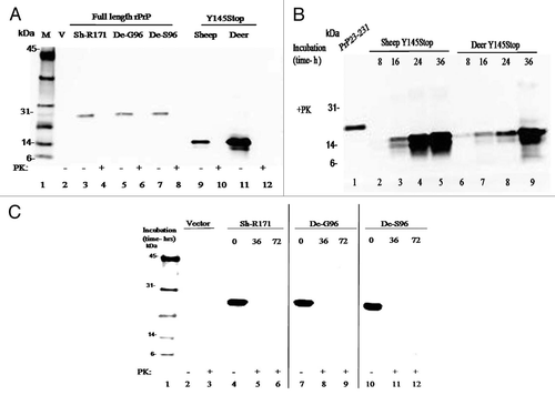 Figure 2 (A) Expression of full-length prion protein and Y145Stop of sheep and deer. Immunoblot of the purified proteins transfected with the expression vector alone or vectors containing constructs of the designated species (defined in the legend A) shows full degradation when incubated for 1 h in the presence of proteinase K. Positions of the molecular mass markers are designated in kDa. (B) Proteinase K digestion of sheep and deer Y145Stop molecules after PMCA at different time points. Human recombinant PrP 23–231 was used as a positive control. Spontaneously generated fibrillar proteins persisted after proteinase K digestion and were detected at 16 h with more conversion at 24 and 36 h after PMCA incubation. (C) Immunoblotting of PrP-sen of the purified recombinant full-length prion protein of sheep and deer strains; white-tailed deer (G96 and S96 variants) and sheep (171R) after PMCA and PK digestion at different time points. Proteins were fully degraded in the presence of proteinase K with no detectable conversion after 72 h of PMCA.