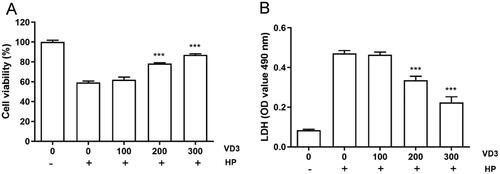 Figure 1. 1,25-D3 promotes cell proliferation in H. pylori-infected GES-1 cells. (A) GES-1 cells were infected with H. pylori SS1 strain (MOI: 100) and treated with differernt concetrations of 1,25-D3 for 24 h, the cell viability was determined by CCK-8 assay. (B) GES-1 cells were infected with H. pylori SS1 strain (MOI: 100) and treated with different concentrations of 1,25-D3 for 24 h, LDH releasing was determined by a commercially available LDH assay kit. Bars represent means ± S.E.M of three independent experiments. ***p < 0.001 vs. H. pylori alone treatment.