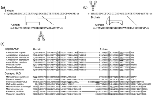 Fig. 4. The primary structures of crustacean insulin-family peptides.