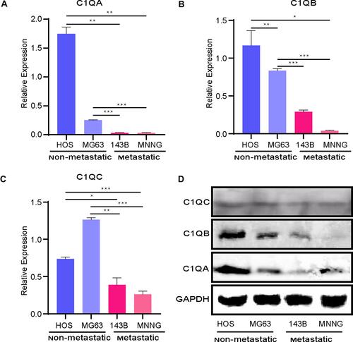 Figure 8 Relative mRNA expression of the key genes C1QA (A), C1QB (B), and C1QC (C) was determined in metastatic and non-metastatic OS cell lines by quantitative RT-PCR analysis. *p < 0.05, **p < 0.01, ***p < 0.001. (D) C1QA, C1QB, and C1QC protein expressions were detected in metastatic and non-metastatic OS cell lines by Western blot analysis. GAPDH was the loading control.