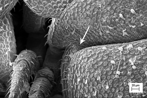 Figure 11. Uncuniscus gen. nov. hamatus (Caruso & Lombardo Citation1978). Posterolateral schisma on the epimeron of the first pereionite.