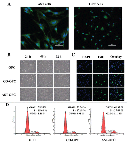 Figure 1. A: Phenotypic properties of cells in isolated culture. OPCs and ASTs were selected using PDGFRα (a) and GFAP (b) antibodies, respectively. B: Proliferation of OPCs under different culture conditions were observed by inverted microscope (200×). OPCs in the AST-OPC demonstrated a higher proliferative ability than those in the CO-OPC and OPC groups. C: The AST-OPC group showed a higher number of newly born OPCs, as detected by the EdU assay, than did the CO-OPC and OPC groups. D: The AST-OPC group was more likely to enter into S-phase compared with the CO-OPC and OPC groups.