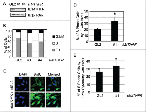 Figure 3. MTHFR depleted cells accumulate in the S phase. HeLa cells were transfected with siMTHFR or control siRNA (A) and then analyzed by flow cytometry after PI staining (B). The percentage of cells in different cell cycle stages were shown in (B).The result is representative of 3 independent experiments. (C) Cells were pulsed with BrdU for 30 min, then stained with DAPI after BrdU staining, and examined by fluorescence microscopy. Scale bar, 10 µm. The percentage of BrdU positive cells were indicated in (D). More than 250 cells were counted in each experiment. Histograms represent mean ± SD of 3 independent experiments (p = 0.021< 0.05). Cells were pulse-labeled with BrdU as in (C), then measured for DNA synthesis rate and DNA content by flow cytometry. Quantitation was shown in (E) (p = 0.043 < 0.05).