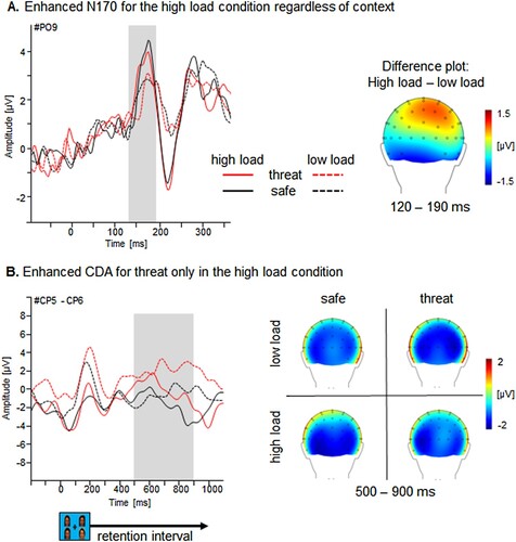 Figure 5. Visual working memory: load and context effects for N170 and CDA. Illustration of the load effect in during change detection. (A) Grand averaged N170 plotted as a function of memory load (low (1 face) vs. high (2 faces)) and Context (threat vs. safety) for an exemplary parieto-occipital sensor and a topographical difference map (high – low load) displaying the averaged time interval of peak detection (120–190 ms) plotted on a back view of a model head. Illustration of the load and context effect during change detection. (B) CDA (contralateral minus ipsilateral), recorded at the CP5-CP6 sites, time-locked to the onset of the memory array, plotted as a function of set size (one face (low load) vs. two faces (high load)) and as a function of context (threat vs. safety). Waveforms were filtered with a high cutoff filter of 10 Hz for visual inspection only. Top views of topographical maps for each experimental condition (one vs. two faces and threat vs. safety contexts) recorded during a 500–900-ms interval following the onset of the memory array.
