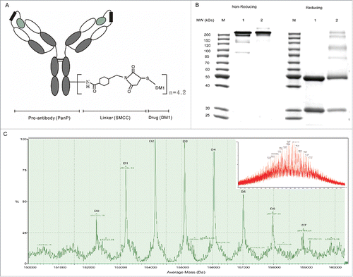 Figure 1. Generation and characterization of PanP-DM1. (A) Architecture of PDC: PanP is a pro-antibody against EGFR. (B) PanP-DM1 conjugate was constructed , as evidenced by 10% nonreducing and reducing SDS-PAGE. Lane 1, PanP; Lane 2, PanP-DM1. (C) The deconvoluted mass spectrum showing the drug distribution of PanP-DM1 (included raw MS data). The labels D0 to D7, Dn indicated PanP species linked to n DM1 molecules. The conjugation of one DM1 molecule through SMCC to PanP increases the theoretical mass of the molecule by 958.5 Da.
