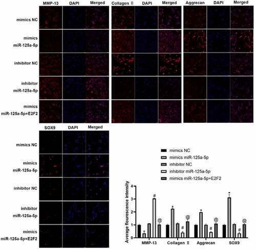 Figure 4. The protein expression of MMP-13, collagen II, aggrecan and Sox9 in chondrocytes were detected by immunofluorescence. * Compared with the cells transfected with mimics NC, P < 0.05; # Compared with the cells transfected with inhibitor NC, P < 0.05; @ Compared with cells transfected with mimics mir-125a-5p, P < 0.05